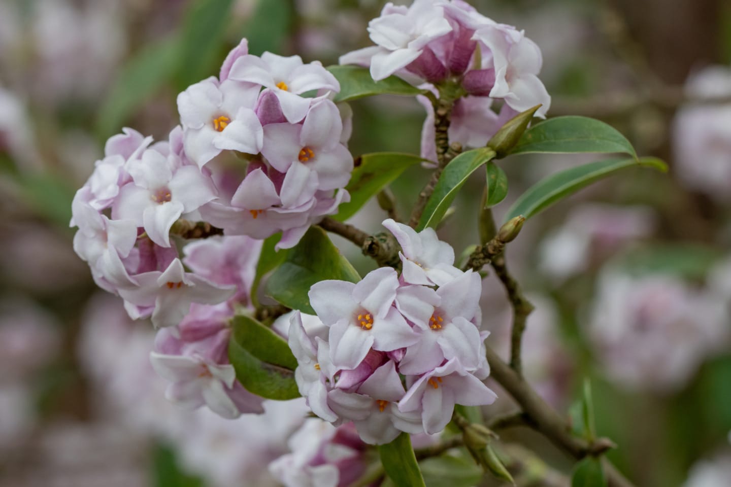 Image of Daphne bholua ‘Jaqueline Postill’