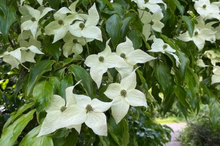 A blooming dogwood tree with clusters of white flowers, signaling the arrival of spring.