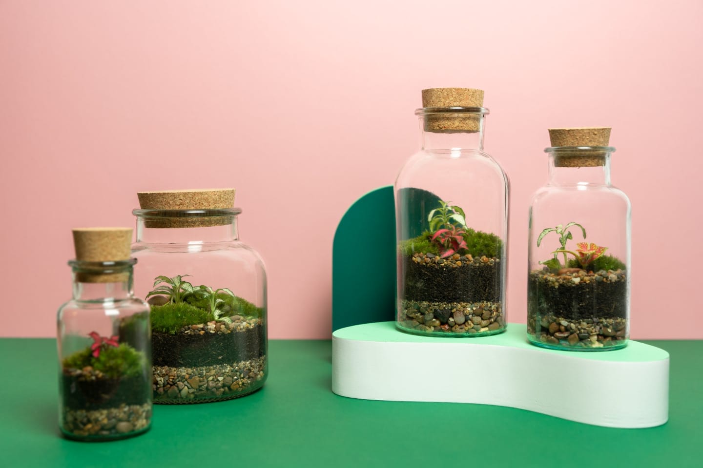 Four terrariums displayed against a pink background. The terrariums are all different sizes and show mossy green with a hint of colour in the plants.