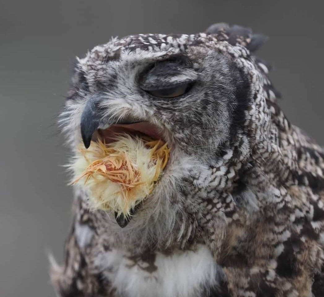 A close-up photo of a grey, white and brown owl. The owl is in the process of swallowing a small meal, as evidenced by the bright yellow feathers visible in its beak.