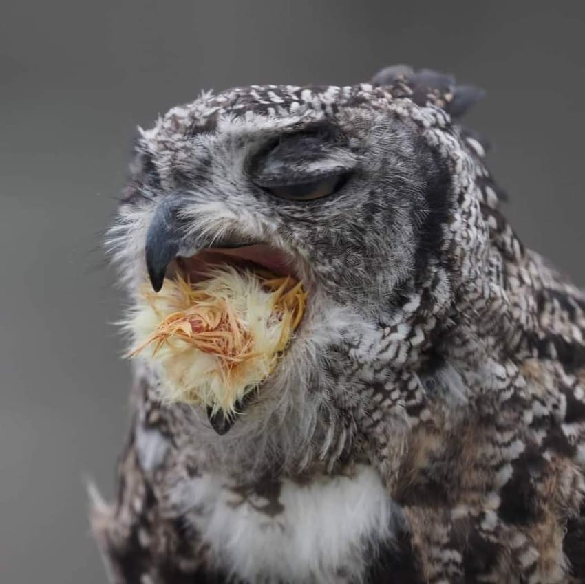 A close-up photo of a grey, white and brown owl. The owl is in the process of swallowing a small meal, as evidenced by the bright yellow feathers visible in its beak.