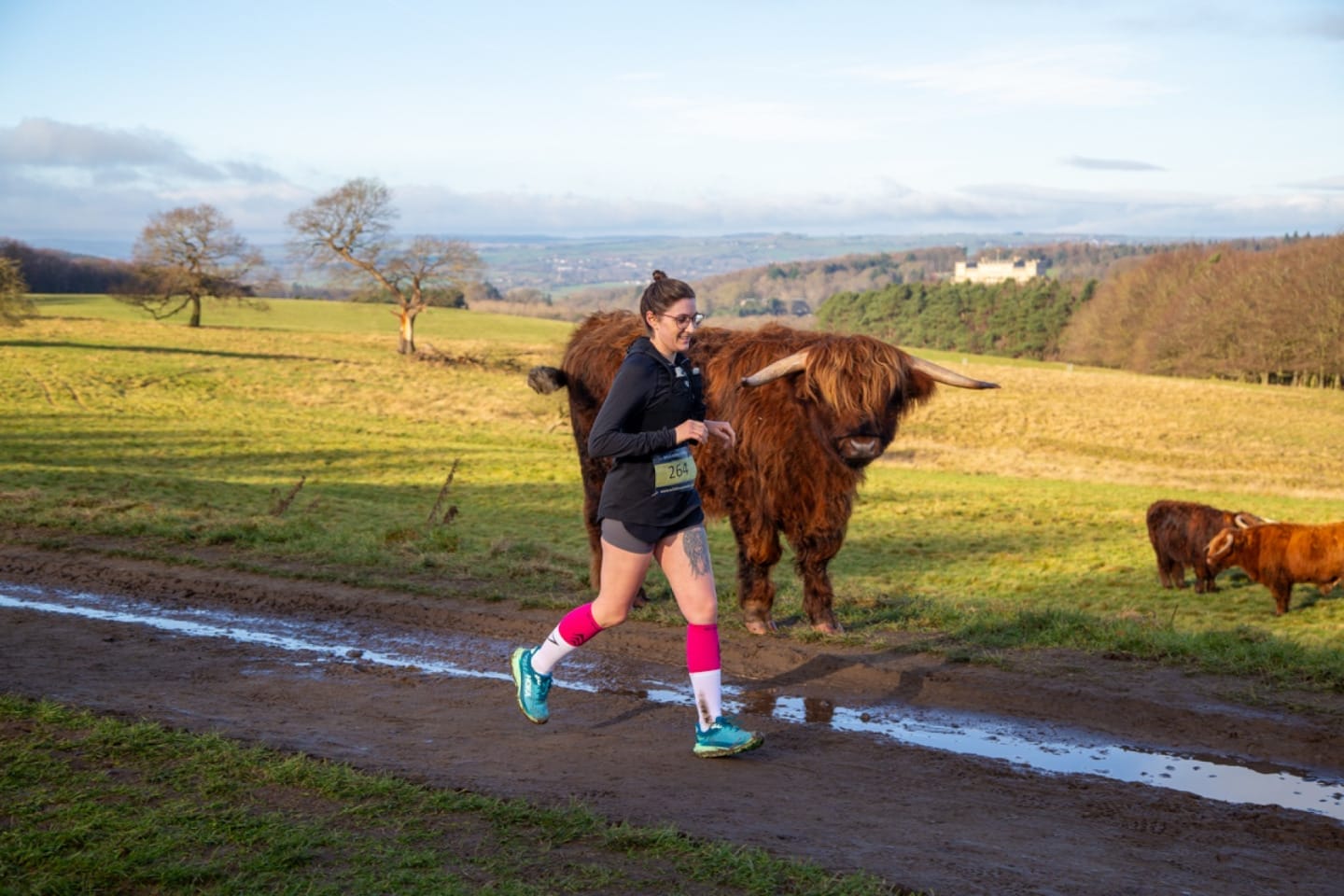 In the foreground there is a female runner running along a track wearing a black outfit and bright pink socks. Immediately behind her is a brown fluffy highland cow. There are two other highland cows slightly behind. In the background past a big green field you can see Harewood House, perched on top of a hill.