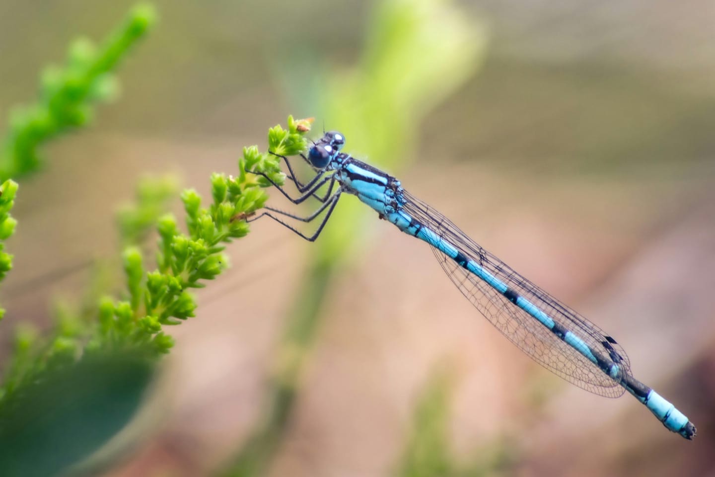 Up close shot of a bright blue common damselfly perched on a plant.