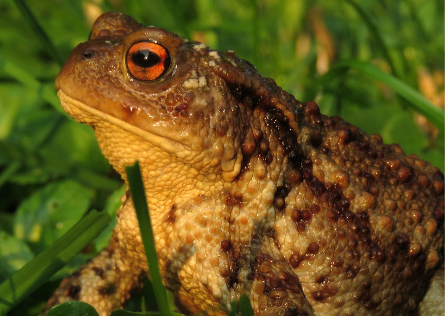 A close-up of a common toad with warty brown skin and orange eyes in the grass.