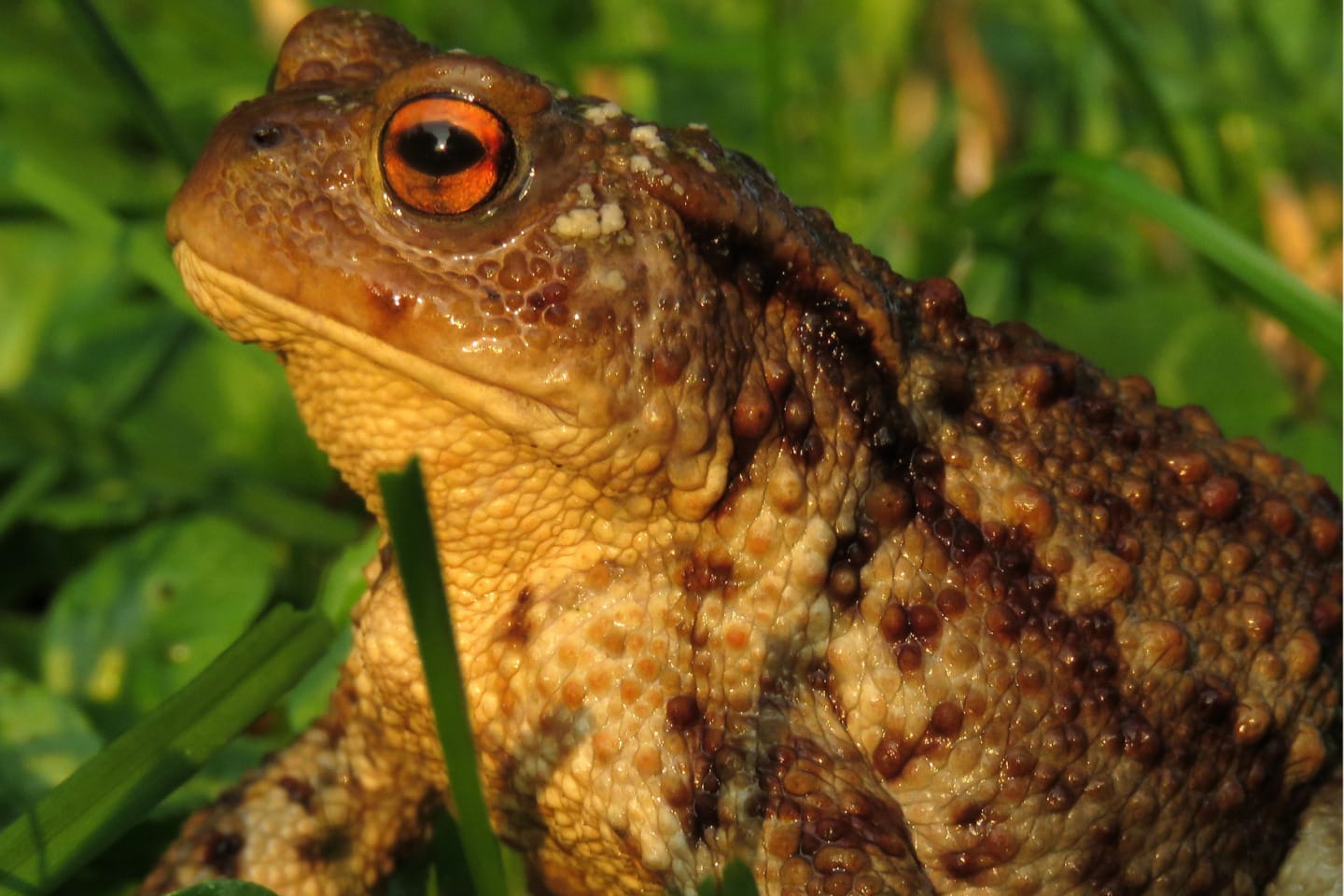 A close-up of a common toad with warty brown skin and orange eyes in the grass.