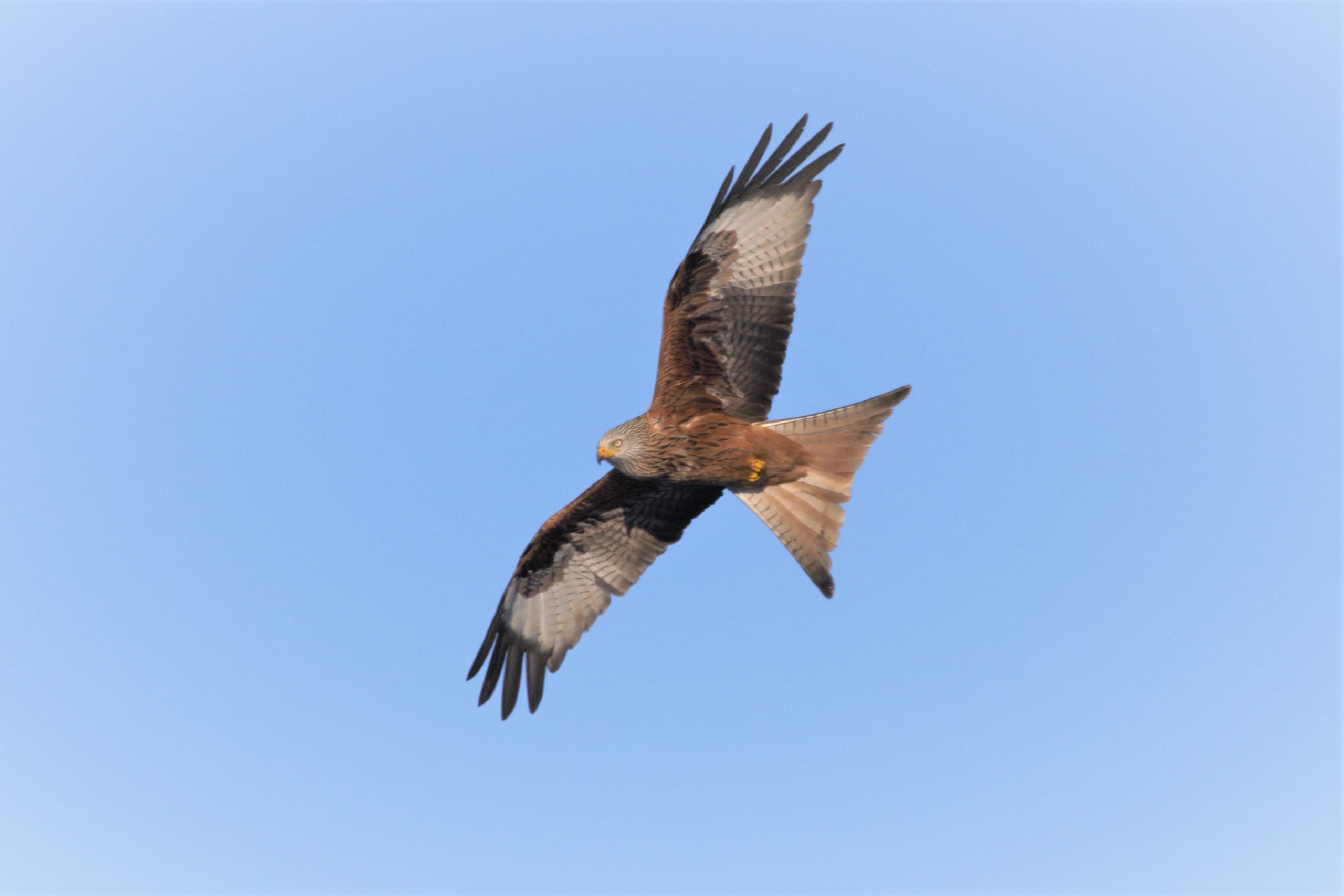 A red kite, a large rust coloured bird of prey, soars against a blue sky