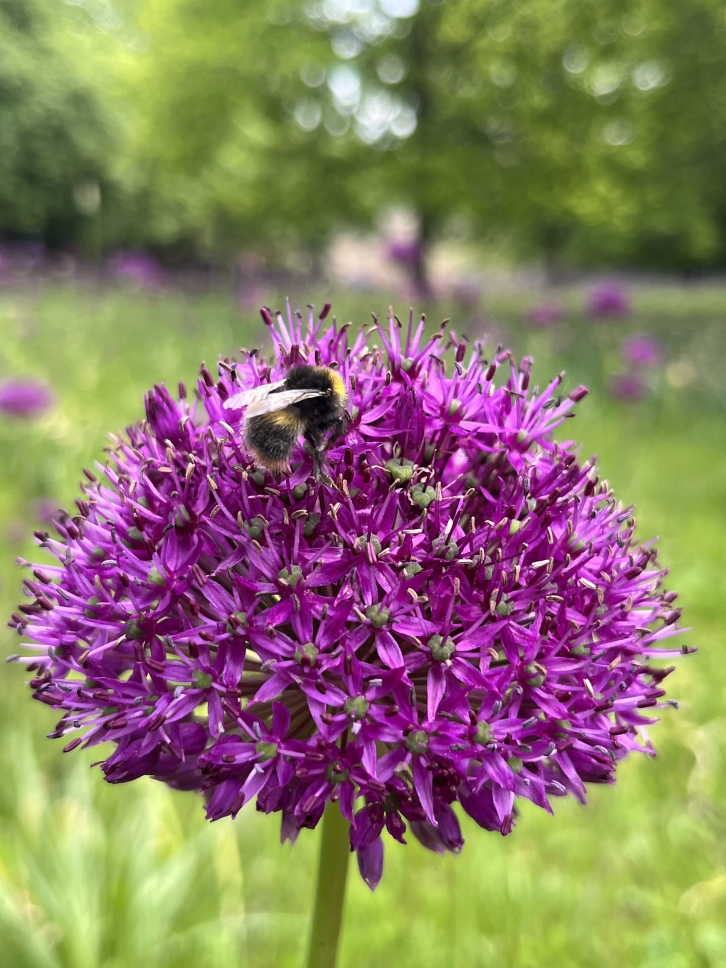 Link to page: Purple Sensation Allium