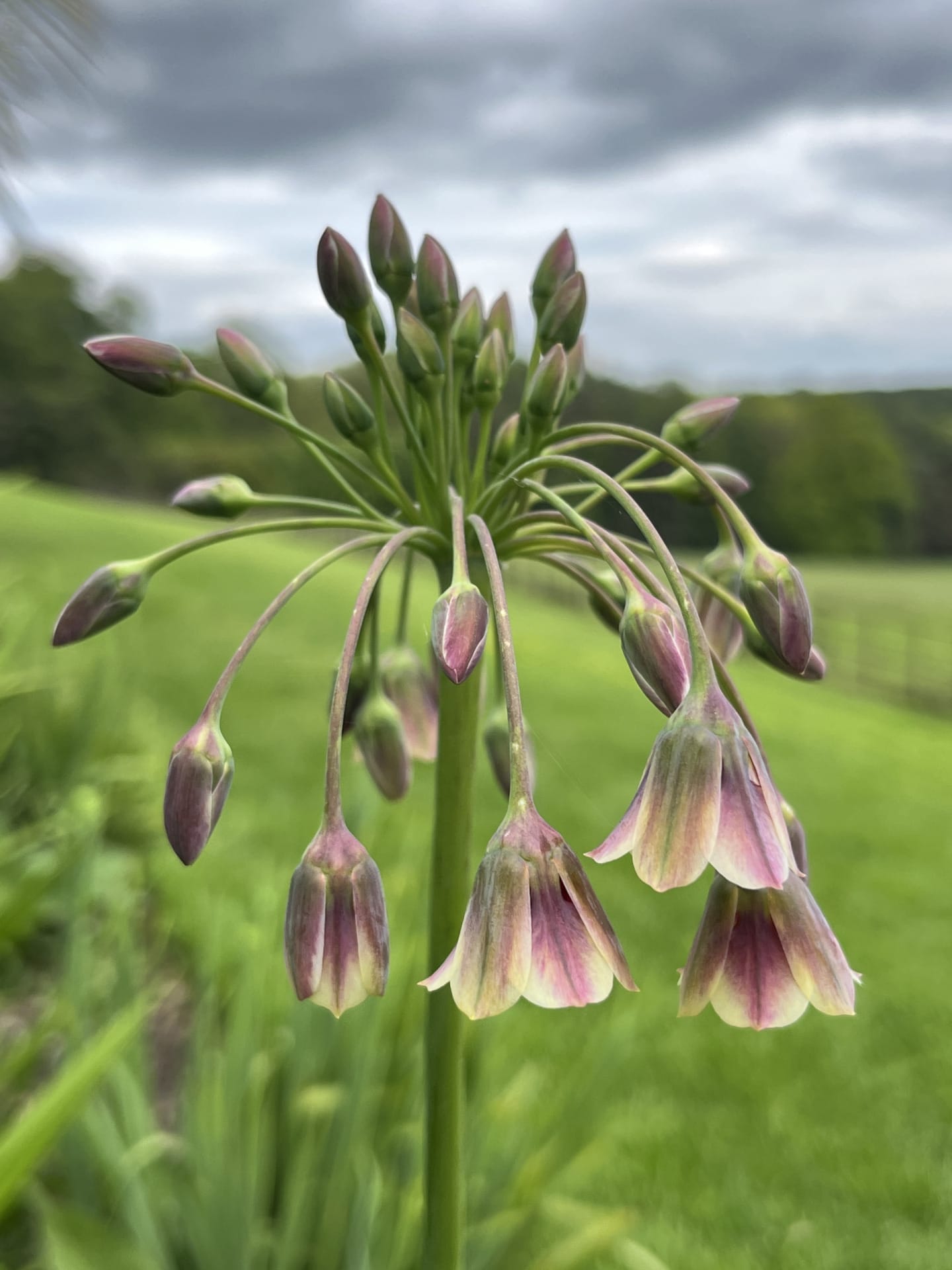 Link to page: Allium Siculum